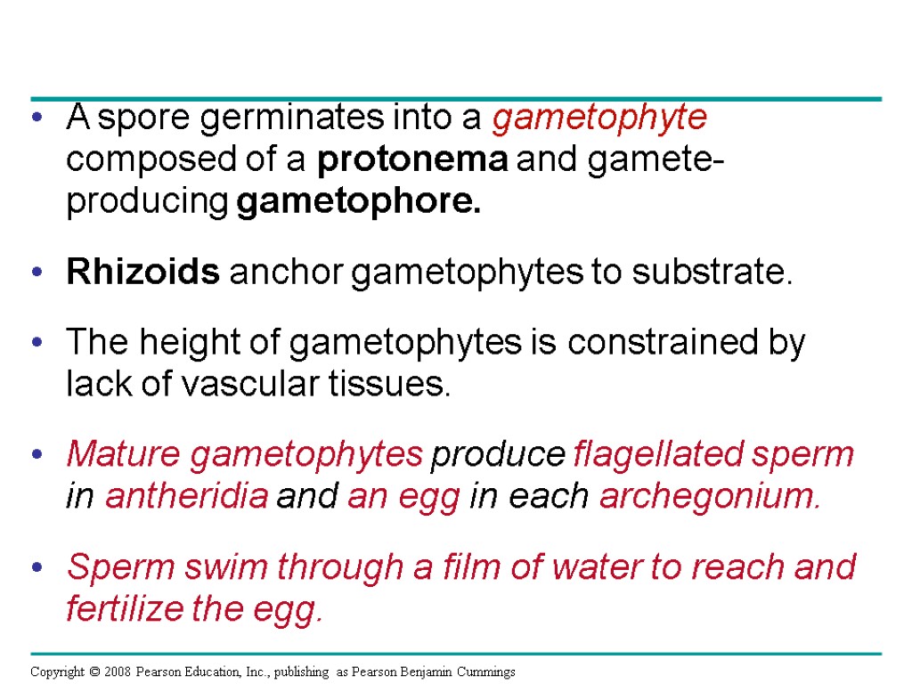 A spore germinates into a gametophyte composed of a protonema and gamete-producing gametophore. Rhizoids